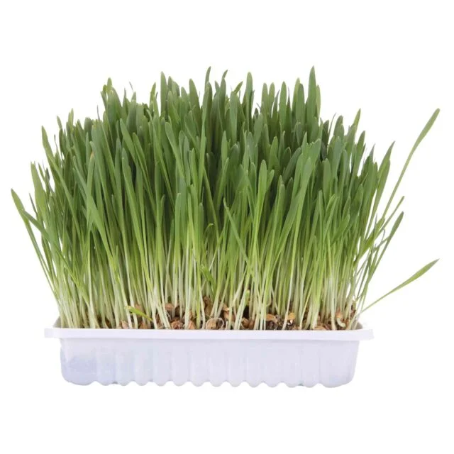 Trixie Cat Grass 100g