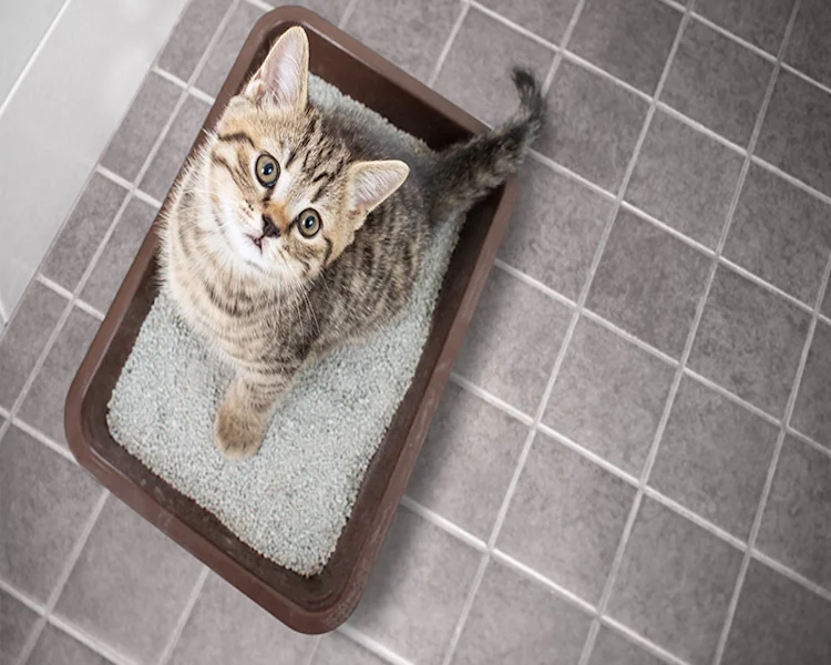 Reliable and Comfortable Cat Litter for Every Cat