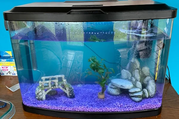  Crystal Clear Aquariums: The Perfect Home for Your Fish